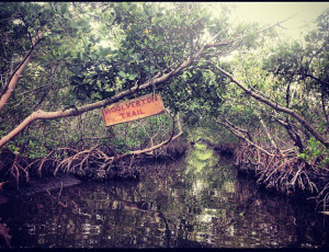 Mangrove tunnel guided paddleboard tour