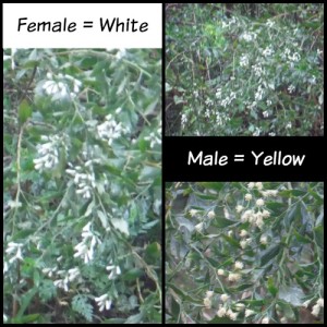 Example of Male and Female Salt Bush