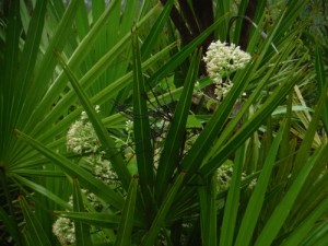 Hemp Vine Florida Native resized