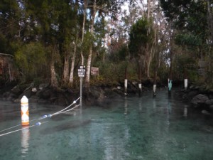 Protected manatee area at Three Sister Springs in Crystal River Florida