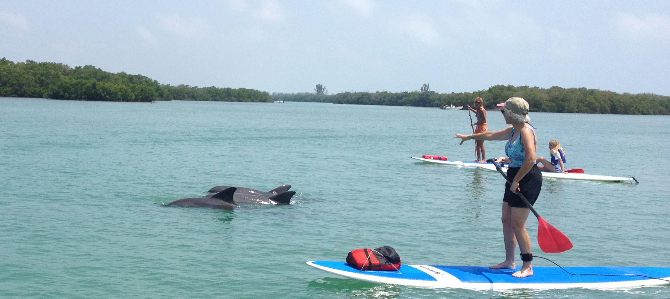 Paddle board with dolphins at Stump pass beach state park