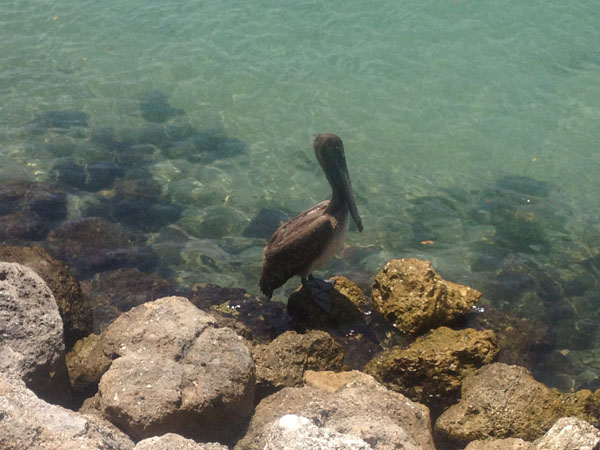 Native Florida Brown Pelican