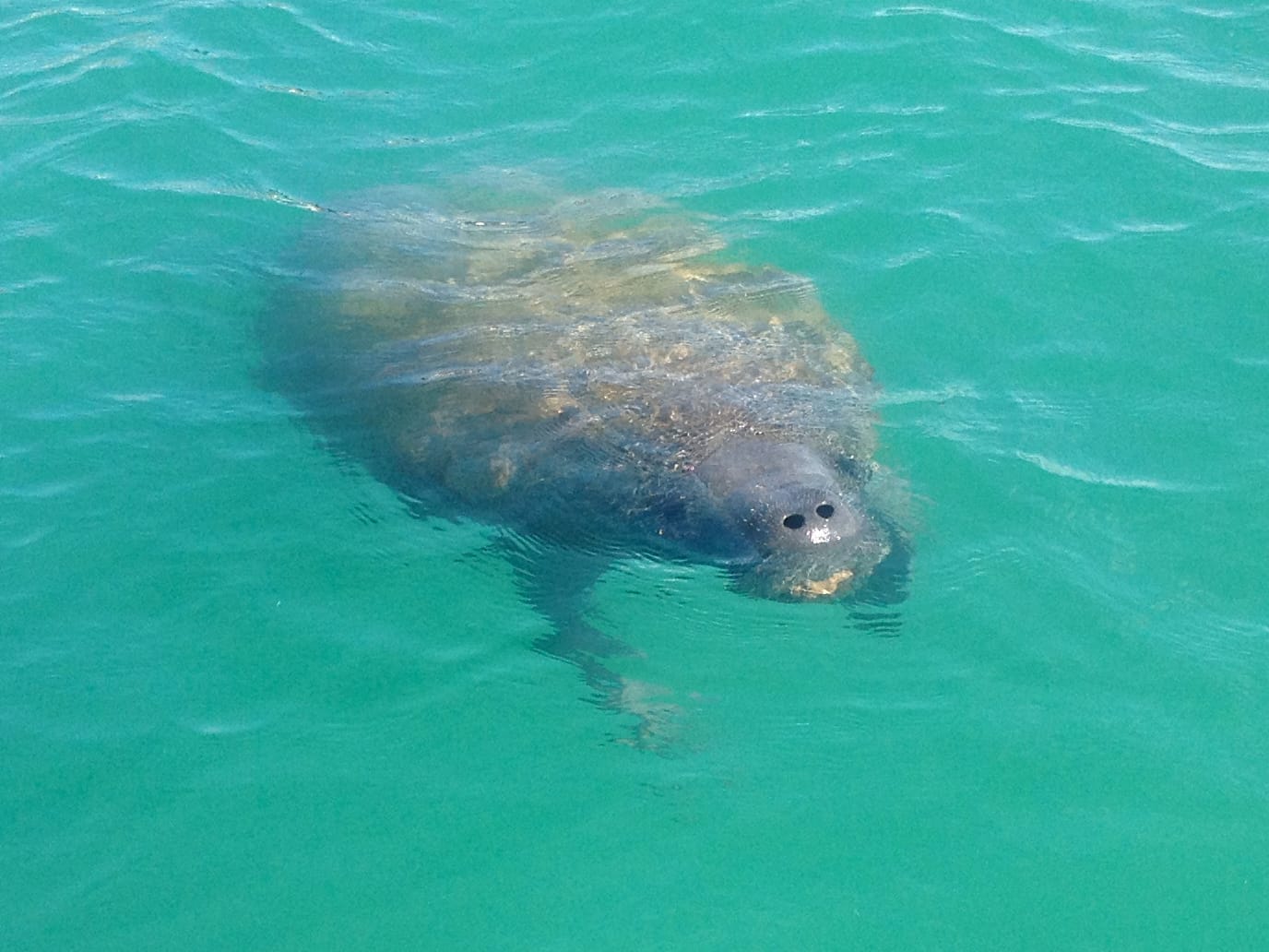 Paddle with Manatees