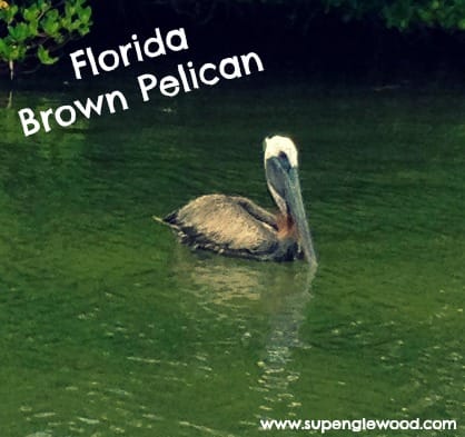 Florida Brown Pelican