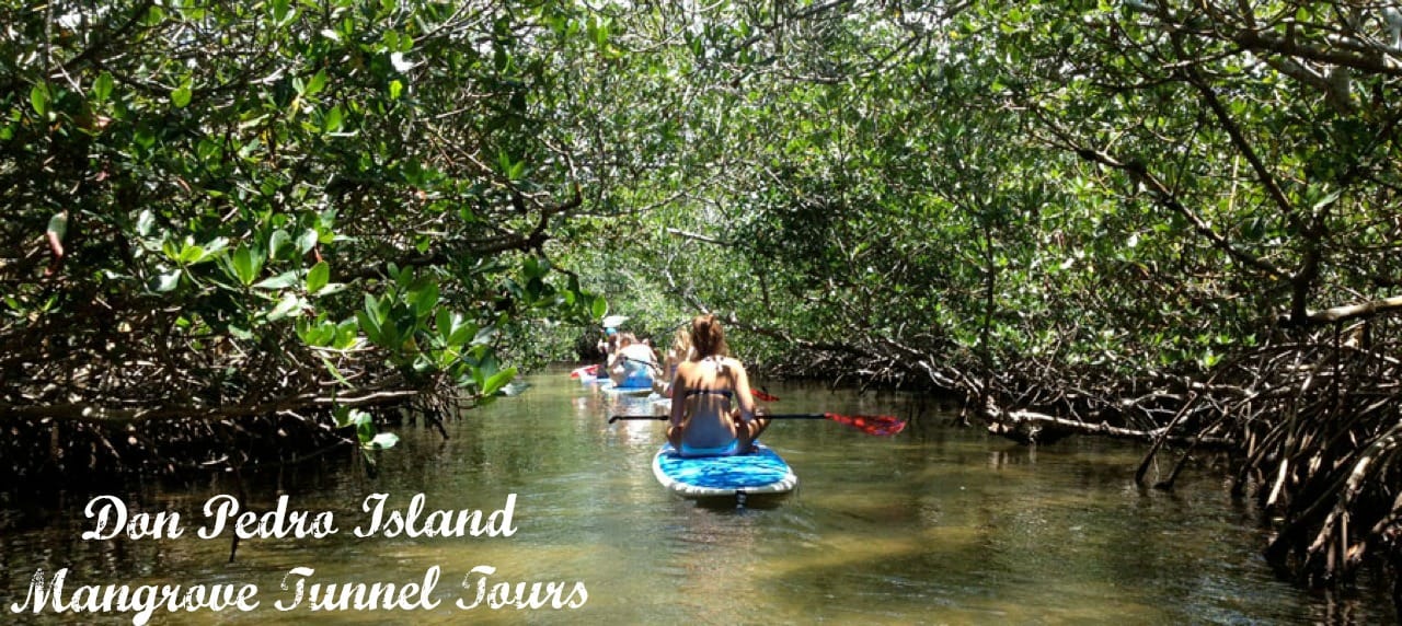 Florida's Mangroves: A Kayaker's and Paddle Boarder's Paradise