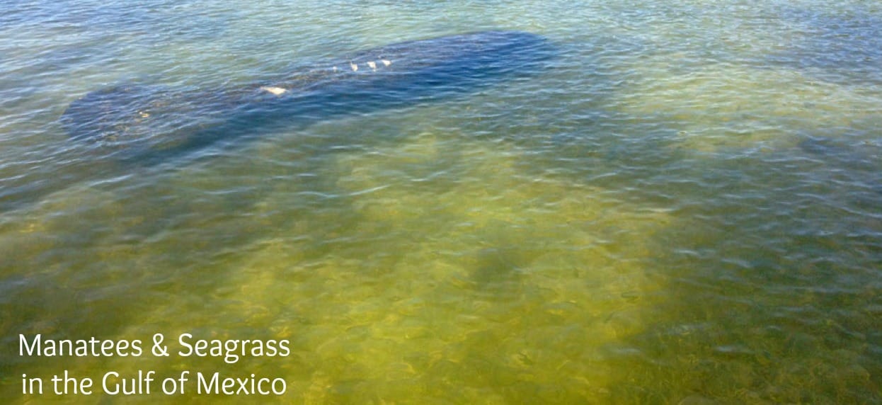 Seagrass guide: what is it and why is it so important? - Discover Wildlife