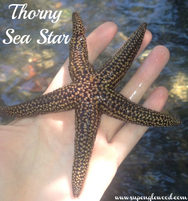 person holding a sea star