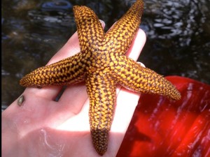 Common sea stars found on guided eco tours
