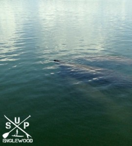 Manatees on Boca Grande Paddling Eco Tour with SUP Englewood