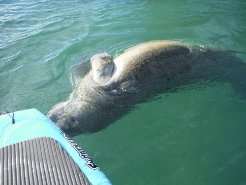 Paddle boarding with manatee
