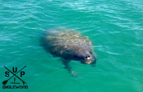 Manatees