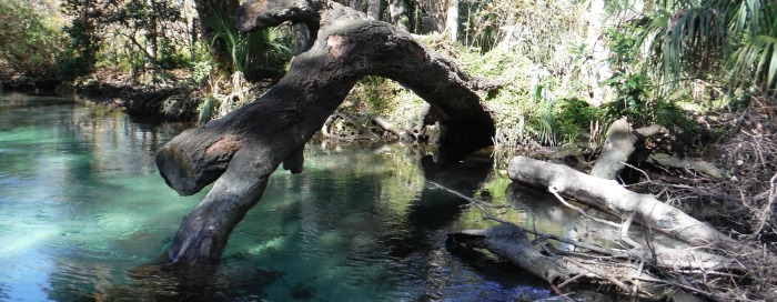 Weeki Wachee Springs State Park a Paddling Adventure