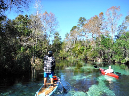 Paddle Board and Kayak Weeki Wachee Springs State Park