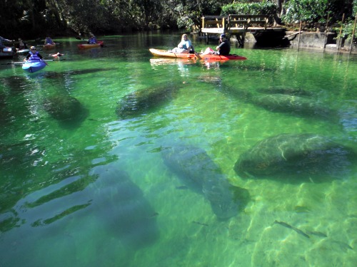 Paddle Board & Kayak with Manatees at Weeki Wachee Springs State Park