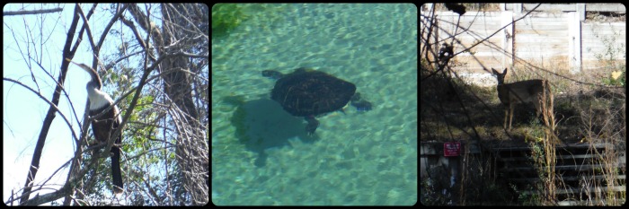 Anhinga, Doe, and Fresh water turtle spotted while paddling Weeki Wachee Springs State Park