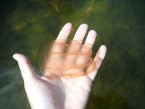 Comb Jellyfish are commonly found by kayak and paddle board tour guides in the waterways of Southwest Florida