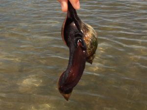 Banded Tulip gastropod found on a kayak guided eco tour with SUP Englewood