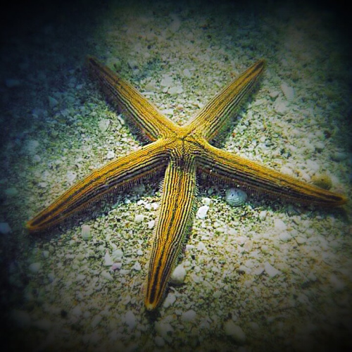 Florida Star fish aka: sea stars  Sailors valentine, Florida bay, Starfish