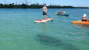 Paddler navigating through an exposed waterway in Southwest Florida