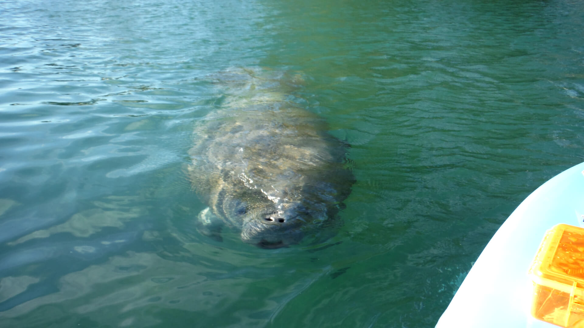 Paddle Board with Manatees on a guided tour with SUP Englewood