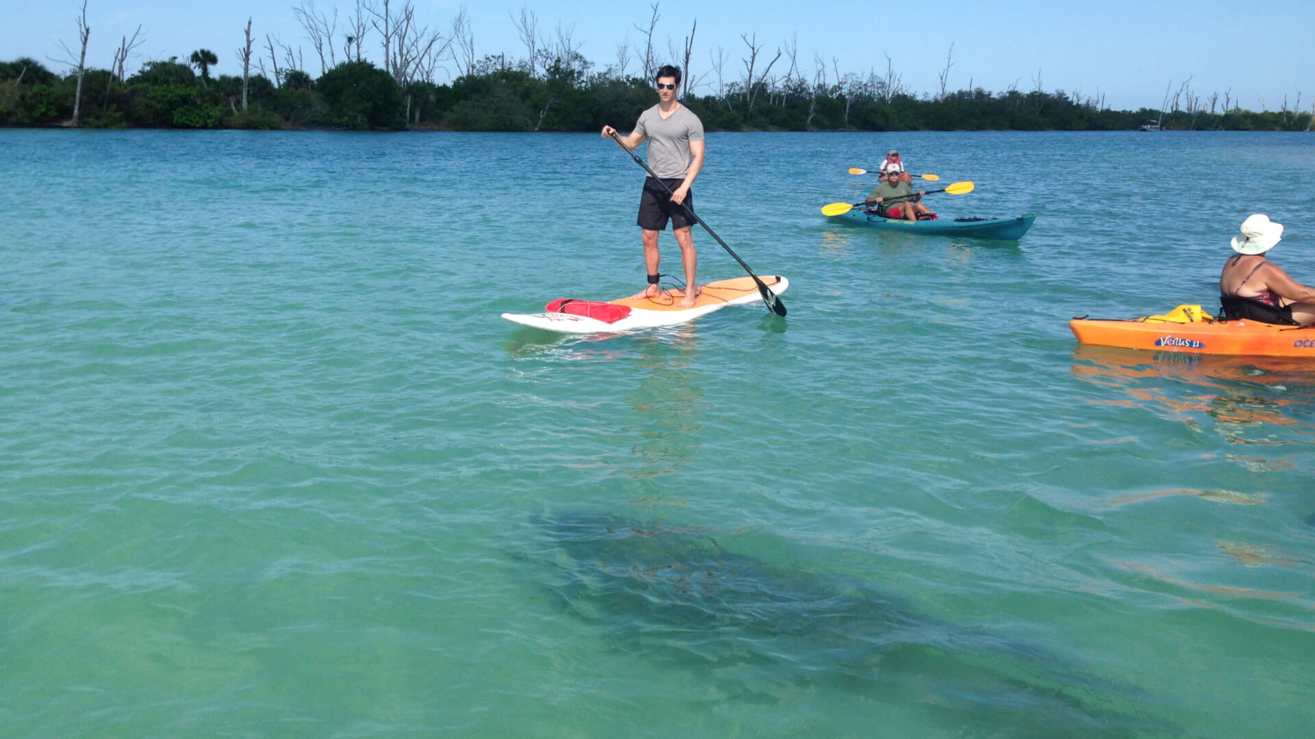Paddle Board and Kayak Guided Eco Tours and Rentals in Englewood Florida