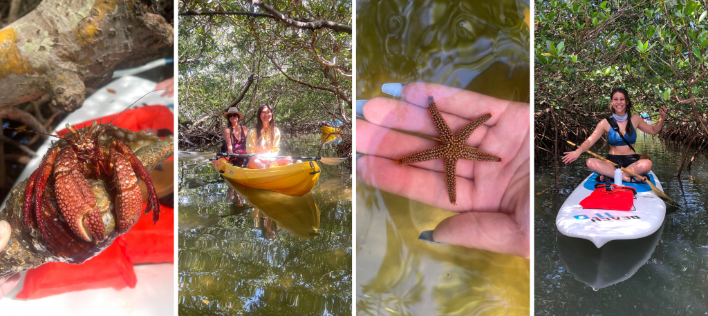 sup englewood guided eco tours of Don Pedro Island State Park