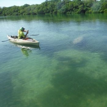 Manatee spotted on a kayak tour with SUP Englewood