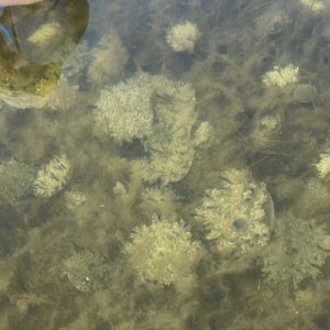 Learn about solar powered jellyfish on a kayaking eco tour