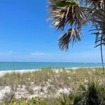 Don Pedro Island Beach photo of dunes and cabbage palm
