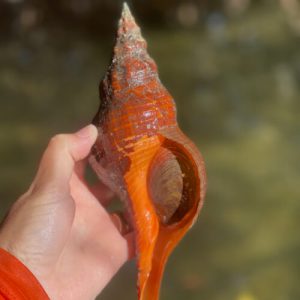 discover live shells on kayaking eco tours