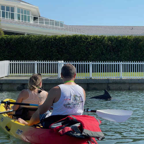 Dolphins are frequently spotted on kayak eco tours