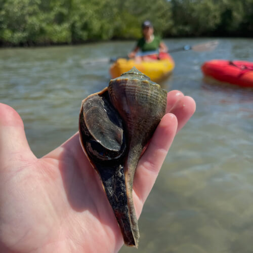 live whelk found in seagrass during kayaking tour