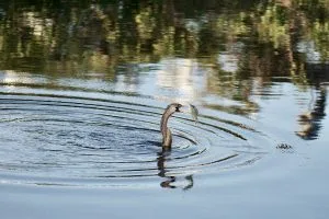 Anhinga-fishing-300x200