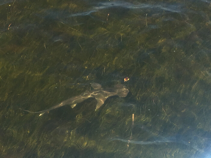 Bonnethead-shark-found-swimming-in-the-seagrass-looking-for-fish