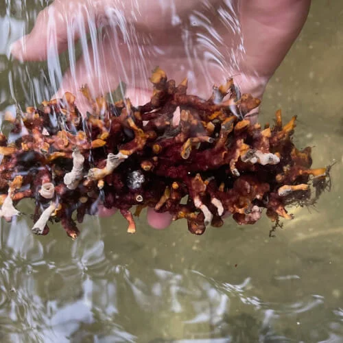 Fire-worm-casing-found-on-Don-Pedro-Island-Mangrove-Tunnel-Tour