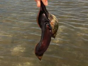 Gastropods-found-in-Southwest-Florida-are-named-after-their-shells-and-this-one-is-a-banded-tulip-learn-more-on-a-guided-eco-tour-with-SUP-Englewood-2-300x225