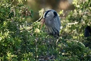 Great-Blue-Heron-300x200