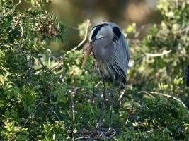 bird perched on a tree