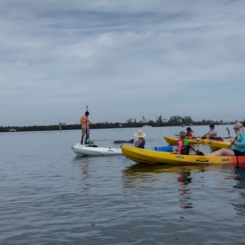 dolphins near a kayak group