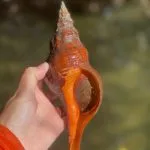 Horse-Conch-Found-on-Kayaking-Tour-at-Don-Pedro-Island-State-Park-150x150