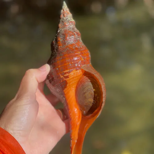 Horse-Conch-Found-on-Kayaking-Tour-at-Don-Pedro-Island-State-Park