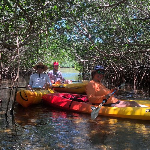 kayakers in a canopy mangrove tunnel paddling trail