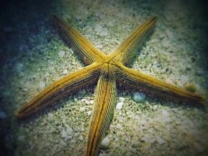 sea star under the water