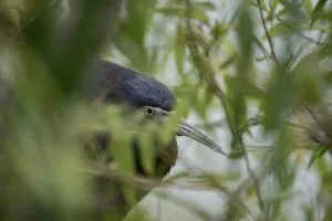 Little-Blue-Heron-300x200