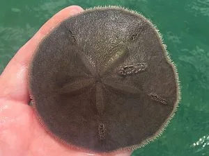 Live-Sand-Dollar-Found-on-a-guided-eco-tour-in-Englewood-Florida-1-300x225