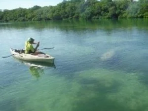 Paddle-with-Manatees-during-a-Kayak-Rental-with-SUP-Englewood-300x300