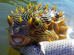 Puffer-Fish-found-on-a-kayaking-guided-eco-tour-by-a-Florida-Master-Naturalist-Tour-Guide-300x300