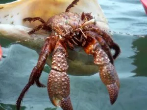 Red-Hermit-Crab-in-a-Lightning-Whelk-Shell-found-on-a-kayak-guided-eco-tour-of-Lemon-Bay-Aquatic-Preserve-300x225