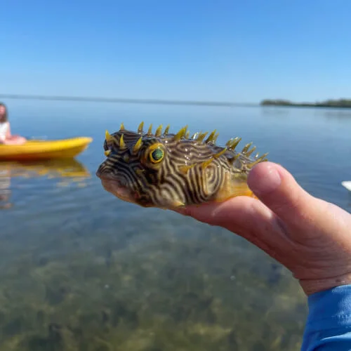 Striped-burfish-found-in-seagrass-during-Boca-Grande-kayak-tour