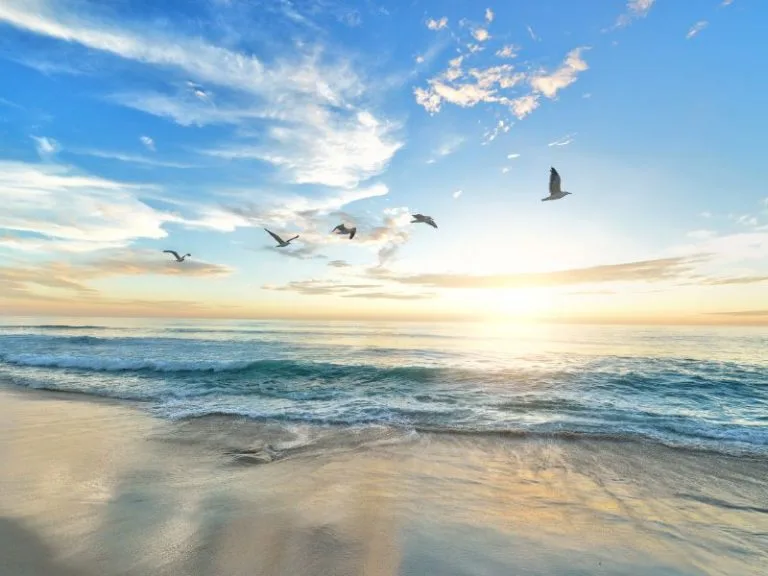 Sunset-at-beach-with-seagulls-in-flight-768x576